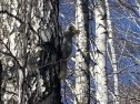Forest Home72 дом в аренду в г. Тюмень | Снять коттедж в г. Тюмень | Шалеком
